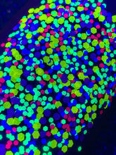 Load image into Gallery viewer, Funfetti Loose Glitter
